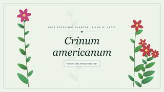 Planche botanique stylisée de Crinum americanum, famille des Amaryllidacées