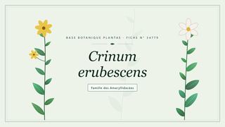 Planche botanique stylisée de Crinum erubescens, famille des Amaryllidacées