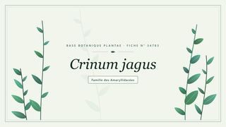 Planche botanique stylisée de Crinum jagus, famille des Amaryllidacées