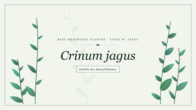 Crinum jagus : l'essentiel Planche botanique stylisée de Crinum jagus, famille des Amaryllidacées