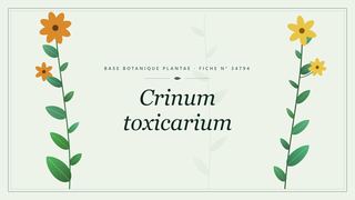 Planche botanique stylisée de Crinum toxicarium