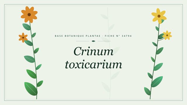 Crinum toxicarium : fiche descriptive et taxonomie Planche botanique stylisée de Crinum toxicarium