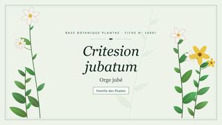 Planche botanique stylisée de Critesion jubatum (Orge jubé), famille des Poaées