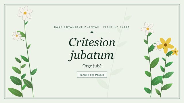 Critesion jubatum : décryptage Planche botanique stylisée de Critesion jubatum (Orge jubé), famille des Poaées