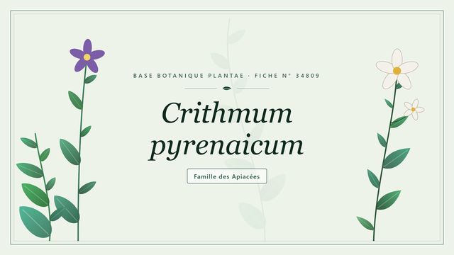 Crithmum pyrenaicum : panorama Planche botanique stylisée de Crithmum pyrenaicum, famille des Apiacées