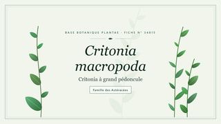 Planche botanique stylisée de Critonia macropoda (Critonia à grand pédoncule), famille des Astéracées