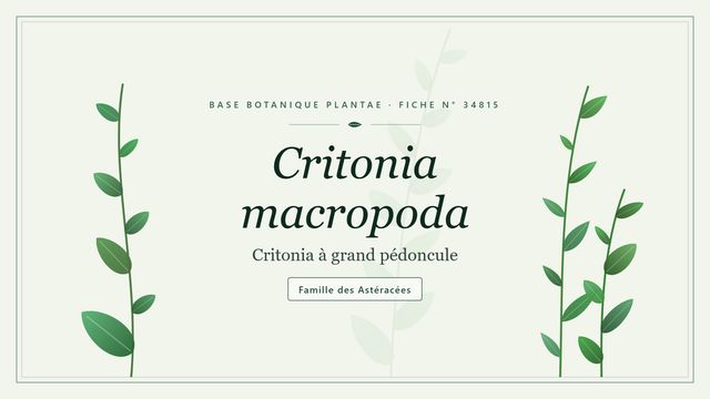 Critonia macropoda : repères utiles Planche botanique stylisée de Critonia macropoda (Critonia à grand pédoncule), famille des Astéracées