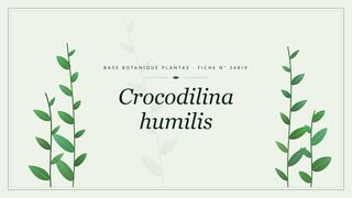 Planche botanique stylisée de Crocodilina humilis