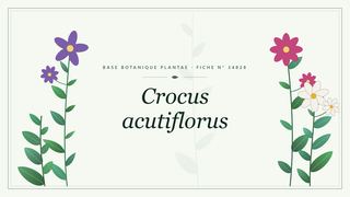 Planche botanique stylisée de Crocus acutiflorus