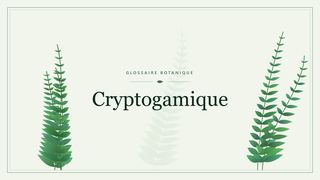 Illustration botanique stylisée du terme « Cryptogamique » du glossaire
