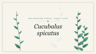 Planche botanique stylisée de Cucubalus spicatus