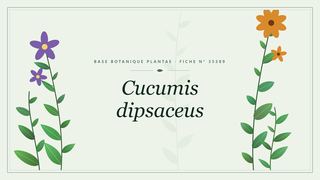 Planche botanique stylisée de Cucumis dipsaceus