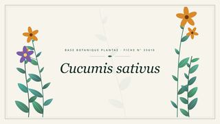 Planche botanique stylisée de Cucumis sativus