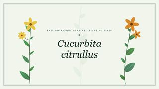 Planche botanique stylisée de Cucurbita citrullus