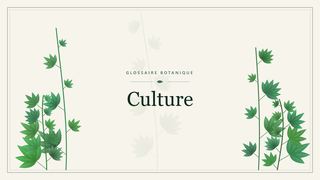 Illustration botanique stylisée du terme « Culture » du glossaire