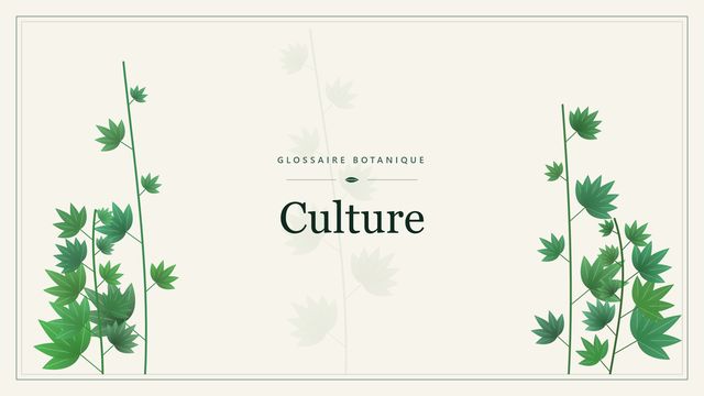 Culture : points clés Illustration botanique stylisée du terme « Culture » du glossaire