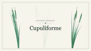 Illustration botanique stylisée du terme « Cupuliforme » du glossaire