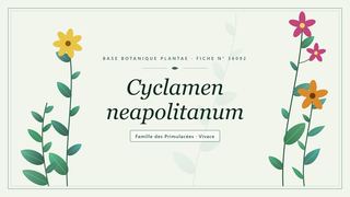 Planche botanique stylisée de Cyclamen neapolitanum, famille des Primulacées