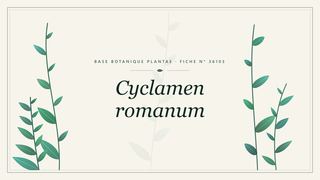 Planche botanique stylisée de Cyclamen romanum