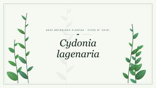 Planche botanique stylisée de Cydonia lagenaria