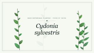 Planche botanique stylisée de Cydonia sylvestris