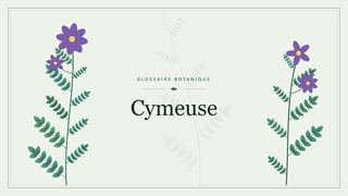 Illustration botanique stylisée du terme « Cymeuse » du glossaire