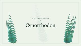 Illustration botanique stylisée du terme « Cynorrhodon » du glossaire