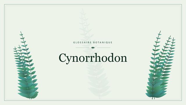 Définition de « cynorrhodon » en botanique Illustration botanique stylisée du terme « Cynorrhodon » du glossaire