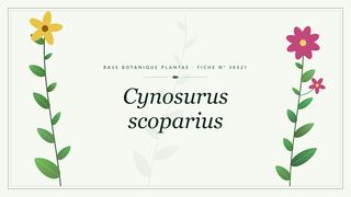 Planche botanique stylisée de Cynosurus scoparius
