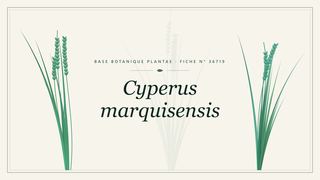 Planche botanique stylisée de Cyperus marquisensis