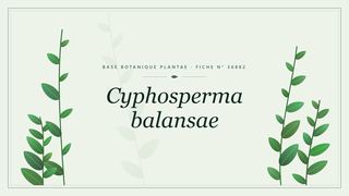 Planche botanique stylisée de Cyphosperma balansae