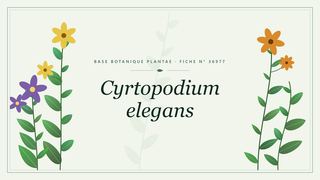 Planche botanique stylisée de Cyrtopodium elegans