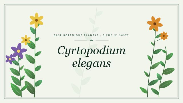 Cyrtopodium elegans : fiche descriptive et taxonomie Planche botanique stylisée de Cyrtopodium elegans