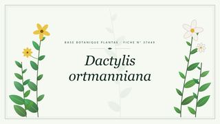 Planche botanique stylisée de Dactylis ortmanniana