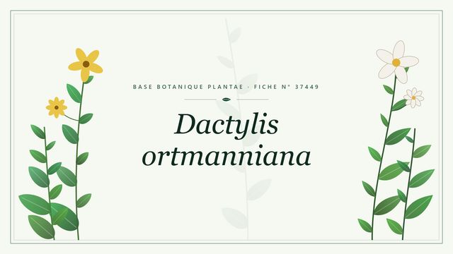 Dactylis ortmanniana : description, culture et usages ornementaux Planche botanique stylisée de Dactylis ortmanniana