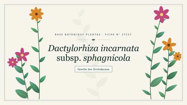 Dactylorhiza incarnata subsp. sphagnicola : l'orchidée des tourbières Planche botanique stylisée de Dactylorhiza incarnata subsp. sphagnicola, famille des Orchidaceae