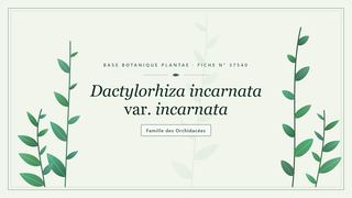 Planche botanique stylisée de Dactylorhiza incarnata var. incarnata, famille des Orchidacées