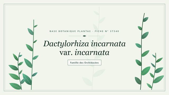 Dactylorhiza incarnata var. incarnata : la dactylorhize couleur chair Planche botanique stylisée de Dactylorhiza incarnata var. incarnata, famille des Orchidacées