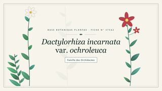 Planche botanique stylisée de Dactylorhiza incarnata var. ochroleuca, famille des Orchidacées