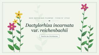Planche botanique stylisée de Dactylorhiza incarnata var. reichenbachii, famille des Orchidacées