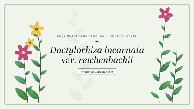 Dactylorhize chairée de Reichenbach : reconnaître cette variété Planche botanique stylisée de Dactylorhiza incarnata var. reichenbachii, famille des Orchidacées
