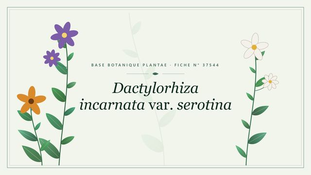 Dactylorhiza incarnata var. serotina : fiche descriptive et taxonomie Planche botanique stylisée de Dactylorhiza incarnata var. serotina