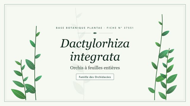 Dactylorhiza integrata : l'essentiel Planche botanique stylisée de Dactylorhiza integrata (Orchis à feuilles entières), famille des Orchidacées