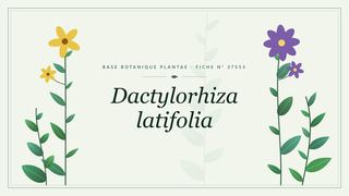 Planche botanique stylisée de Dactylorhiza latifolia