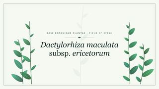 Planche botanique stylisée de Dactylorhiza maculata subsp. ericetorum