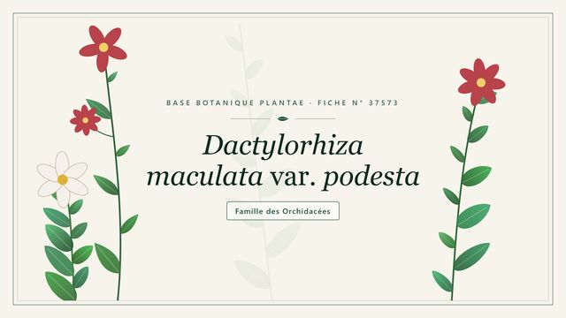 Dactylorhiza maculata var. podesta Planche botanique stylisée de Dactylorhiza maculata var. podesta, famille des Orchidacées
