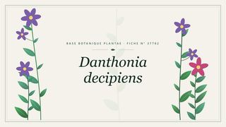 Planche botanique stylisée de Danthonia decipiens