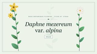 Planche botanique stylisée de Daphne mezereum var. alpina