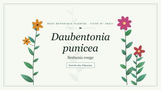 Planche botanique stylisée de Daubentonia punicea (Sesbania rouge), famille des Fébacées