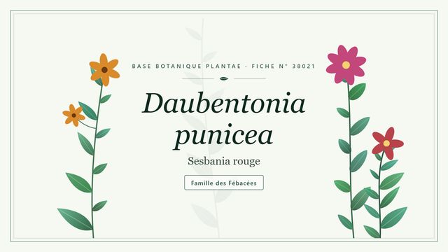 Daubentonia punicea : ce qu'il faut savoir Planche botanique stylisée de Daubentonia punicea (Sesbania rouge), famille des Fébacées